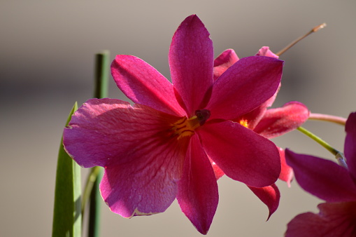 Orchid Dendrobium Berry Oda Pink Red Photograph Of A Single Flower. Nature Orchid Botanical Biology Phytology Flowers Plants. May 5, 2018. Madrid Spain.