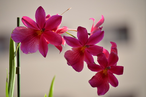 Orchid Dendrobium Berry Oda Pink Red Photograph Of A Stick Replete With Various Flowers. Nature Orchid Botanical Biology Phytology Flowers Plants. May 5, 2018. Madrid Spain.