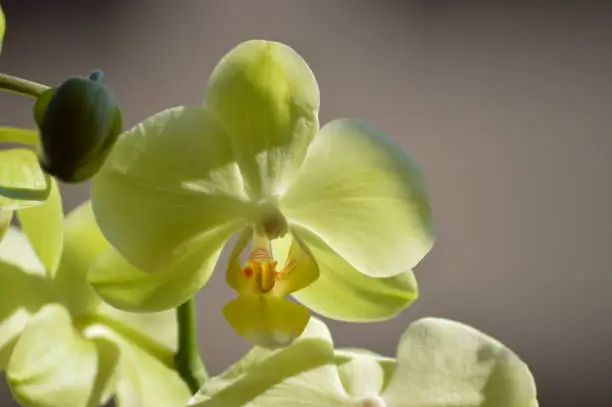 Photo of Orchid Phalaenopsis aphrodite Yellow. Photographing First Person Of A Flower. Nature Orchid Botanical Biology Phytology Flowers Plants