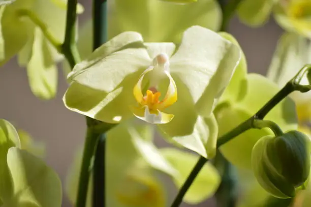 Photo of Orchid Phalaenopsis aphrodite Yellow. Photographing First Person Of A Flower. Nature Orchid Botanical Biology Phytology Flowers Plants