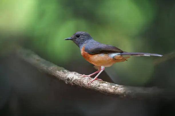 Photo of White-rumped Shama on perch