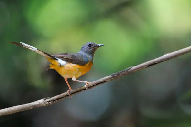 Photo of White-rumped Shama on perch