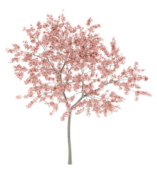 istock flowering peach tree isolated on white background 962258318