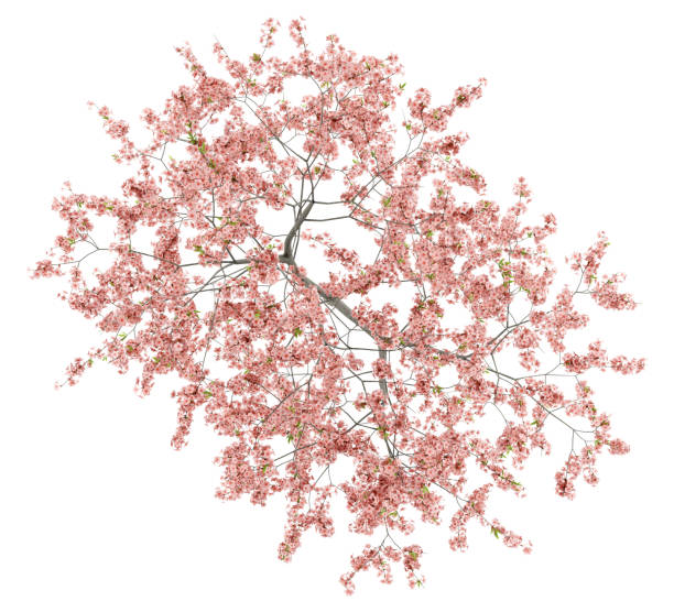 istock top view of flowering peach tree isolated on white background 962258698