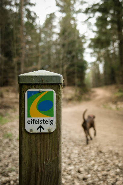 eifelsteig wanderung eifel hund boxeador - eifel fotografías e imágenes de stock