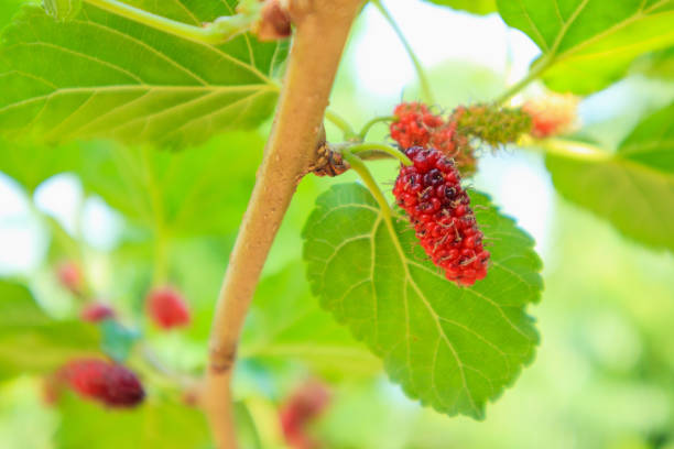 istock Fresh red mulberry fruits on tree branch 962263916