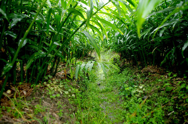 Ginger growing at field in Kochi Prefecture