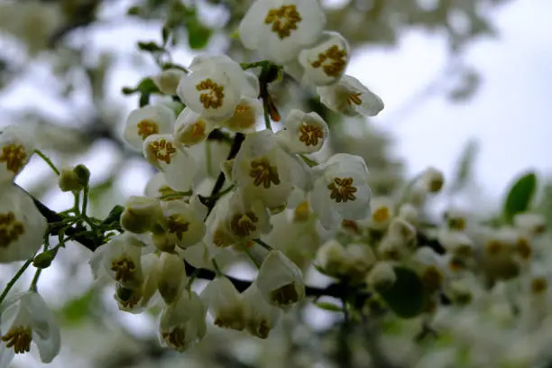 Halesia caroliniana 'Rosea' blooming in the springtime