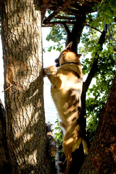 istock A big red dog climbs the stairs, onto a tree 962270454