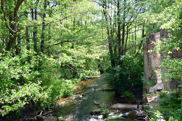 istock River in a forest and a ruined building 962270588
