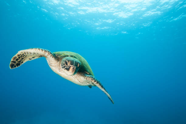 istock Sea Turtle in Flight Swimming in Clear Blue Water 962270834