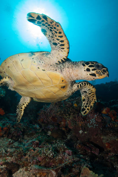 istock Sea Turtle in Flight Swimming in Clear Blue Water 962270934