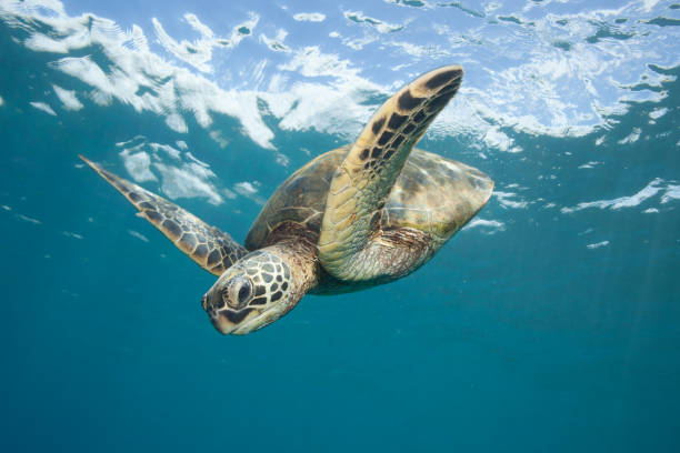 istock Sea Turtle in Flight Swimming in Clear Blue Water 962271522