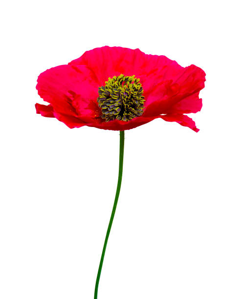 istock red poppy isolated on white background 962272300