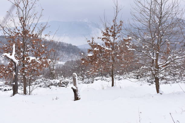 istock Colors of winter 962272852