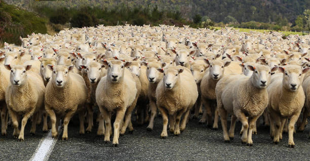 Sheep sheep heading down the road in New Zeakabd sheep photos stock pictures, royalty-free photos & images