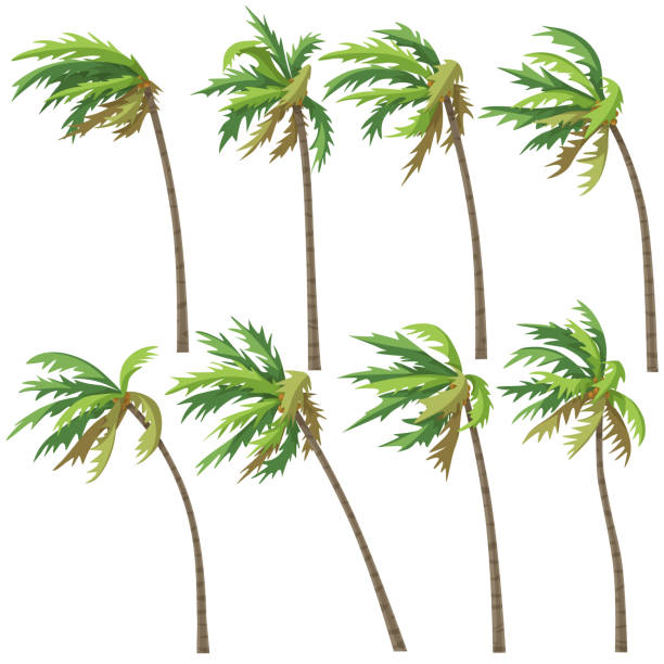 ilustrações de stock, clip art, desenhos animados e ícones de tropical palm trees on wind storm - tropical storm illustrations