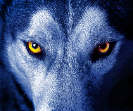 Hermosos ojos de un lobo salvaje photo
