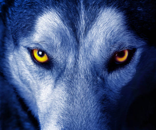 beaux yeux d’un loup sauvage - loup photos et images de collection