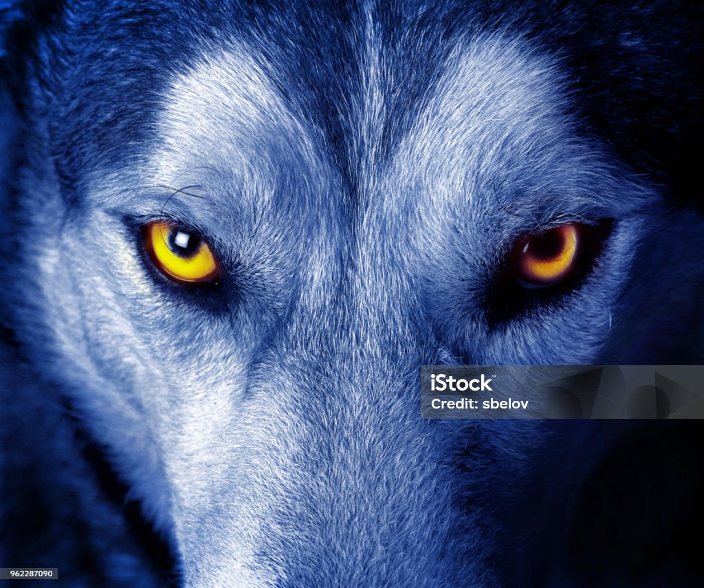 Bellissimi occhi di un lupo selvatico - Foto stock royalty-free di Lupo
