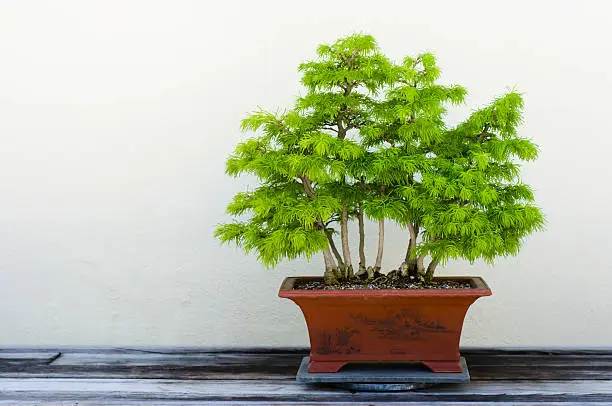 Photo of Bonsai Tree