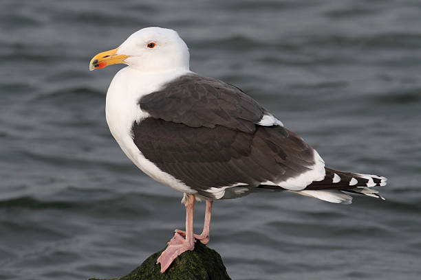 istock Greater Black-backed Gull By The Ocean 96228744