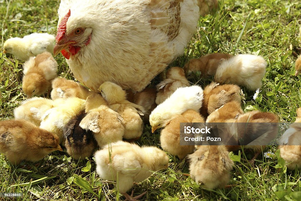 Chickens  Agriculture Stock Photo