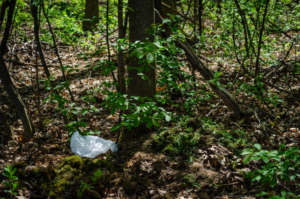 White plastic bag littering a wooded area lit by spring sunshine.