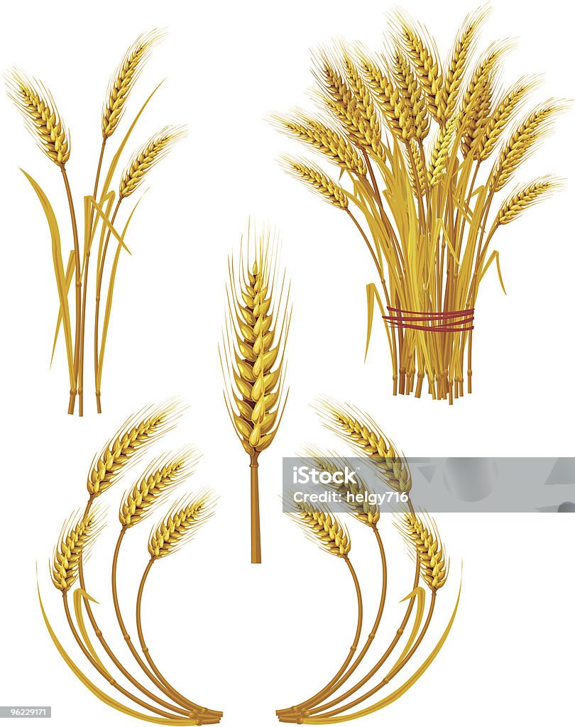 スパイクがゴールドの小麦 - イラストレーションのロイヤリティフリーベクトルアート