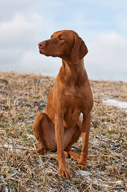 istock Vizsla Dog Sitting in a Snowy Field 96229706