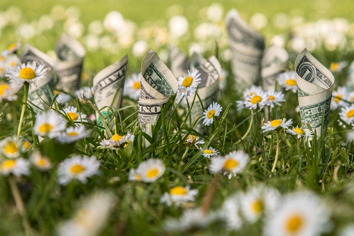 Money plant. US dollar bills planted with chamomile/daisy on green grass background..