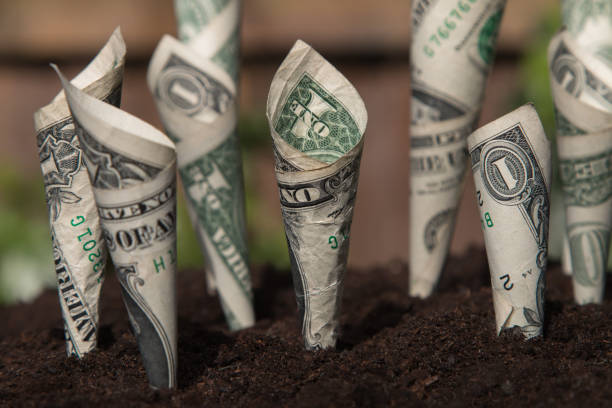 istock Money plant. US dollar bills planted in organic black compost. 962298886
