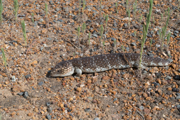 istock Wildlife of Australia 962299876