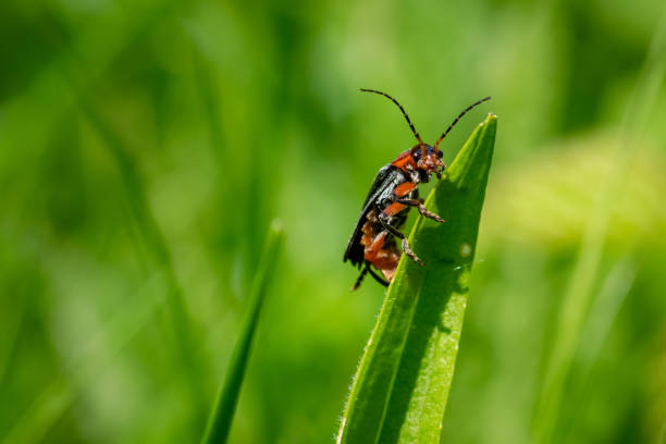 istock Soldier beetle (Cantharis) on a blade of grass 962300140