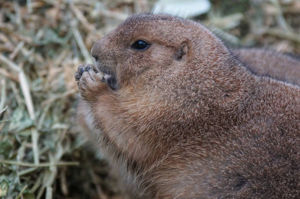 istock Black-tailed Prairie Dog, Cynomys ludovicianus 962300374