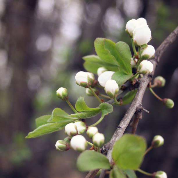 istock Blossom apple tree. Spribg bloom. Vintage effect. 962304910