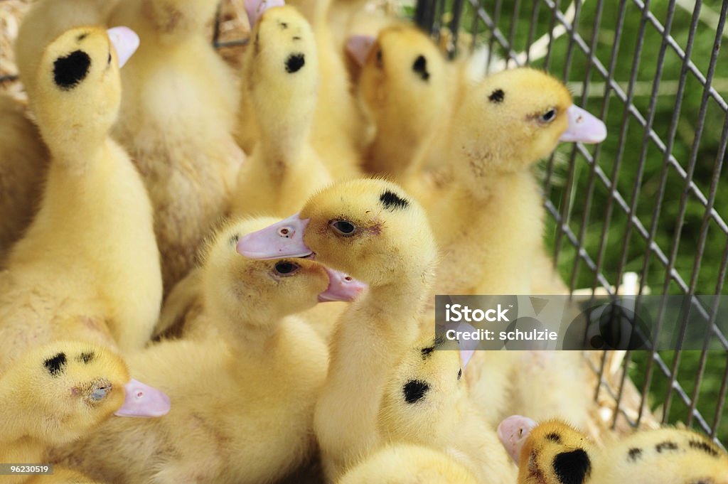 Gelbe Küken - Lizenzfrei Besorgtheit Stock-Foto