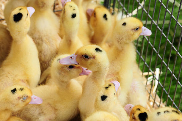 Yellow Chicks Goslings in the cage. thick chicks stock pictures, royalty-free photos & images