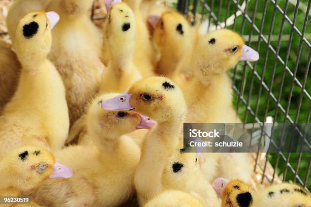 Amarelo Chicks - Fotografias de stock e mais imagens de Agricultura - Agricultura, Amarelo, Animal