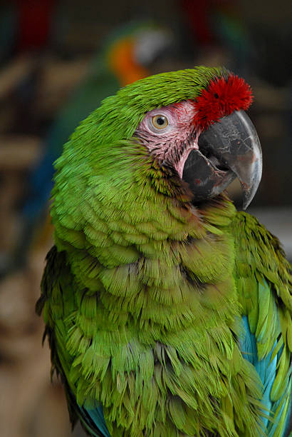 Arara-militar - fotografia de stock