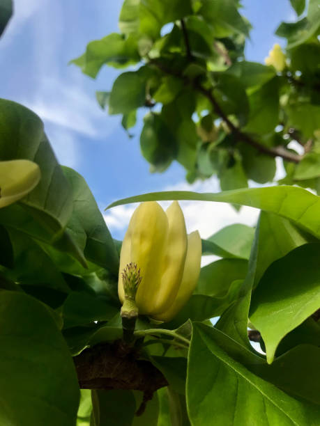 istock Yellow Magnolia in Spring Garden 962310112