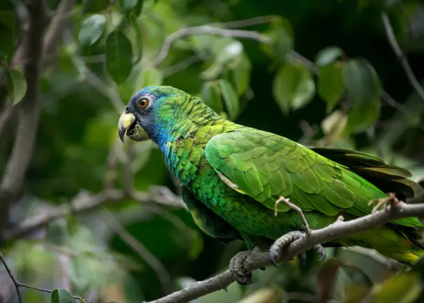 Amazona arausiaca, a parrot living in Dominica's forests, commonly named Jaco. photographed after hurricane Maria.