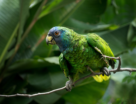 Close-up photo of the Tamaulipan parrot, red-crowned parrot, or red-crowned parrot (Amazona viridigenalis)