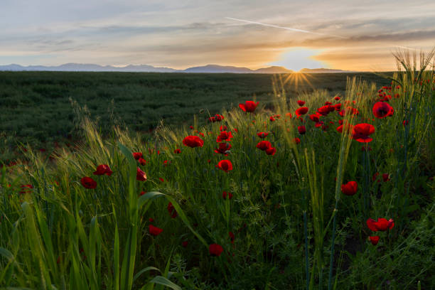 poppy field at sunset of the day - ismaili imagens e fotografias de stock