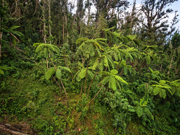istock group of tree ferns in Dominica, Caribbean. 962316372