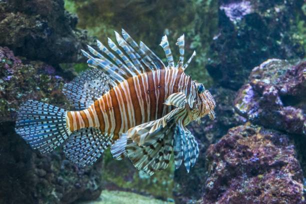 istock Scorpion fish in an aquarium 962316902