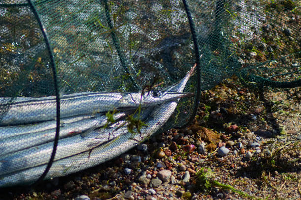 istock Captured needles fishes in a net. 962318890