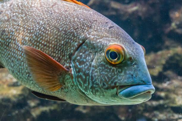 istock Close-up of a perch fish in an aquarium 962319324