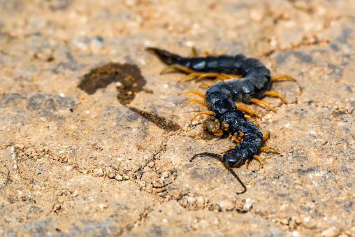 Close up view of smashed Megarian centipede or Scolopendra cingulata on road