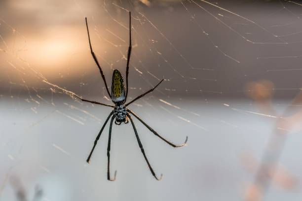 istock Close-up of a silk spider in its web 962320228